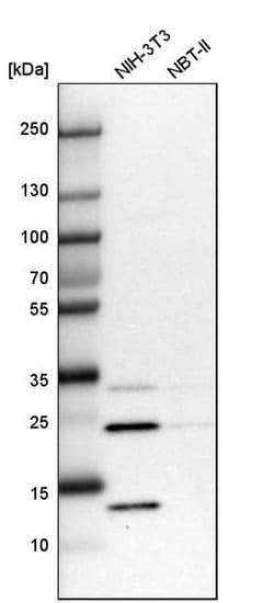 Invitrogen DCUN1D4 Polyclonal Antibody 100 &mu;L; Unconjugated:Antibodies,