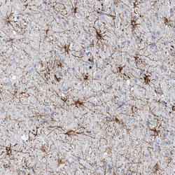 Invitrogen COPS8 Polyclonal Antibody 100 &mu;L; Unconjugated:Antibodies,