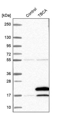 Invitrogen TBCA Polyclonal Antibody 100 &mu;L; Unconjugated:Anticorps,