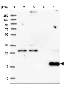 Invitrogen RWDD4 Polyclonal Antibody 100 &mu;L; Unconjugated:Antibodies,
