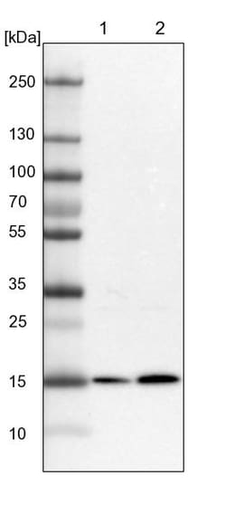 Invitrogen RWDD4 Polyclonal Antibody 100 &mu;L; Unconjugated:Antibodies,