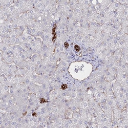ZIP10 Polyclonal Antibody:Antibodies, Polyclonal