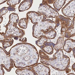 ZIP10 Polyclonal Antibody:Antibodies, Polyclonal