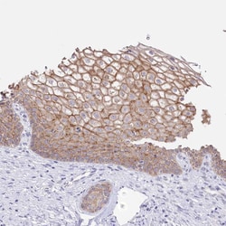 Invitrogen ZIP10 Polyclonal Antibody 100 &mu;L | Buy Online | Invitrogen&trade; | Fisher Scientific