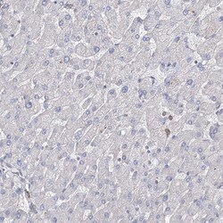 Invitrogen FAM13B Polyclonal Antibody 100 &mu;L; Unconjugated:Antibodies,