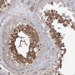 Invitrogen FAM13B Polyclonal Antibody 100 &mu;L; Unconjugated:Antibodies,
