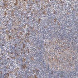 Invitrogen CCNJ Polyclonal Antibody 100 &mu;L; Unconjugated:Antibodies,