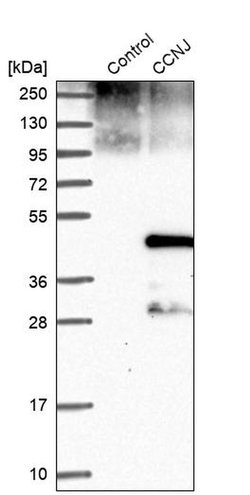Invitrogen CCNJ Polyclonal Antibody 100 &mu;L; Unconjugated:Antibodies,