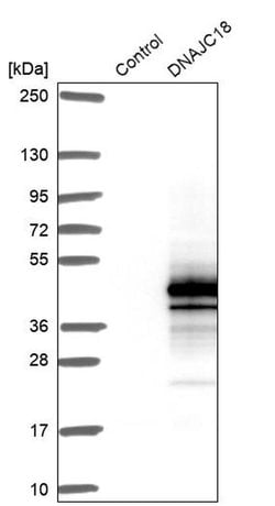 Invitrogen DJC18 Polyclonal Antibody 100 &mu;L; Unconjugated:Antibodies,
