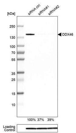 Invitrogen DDX46 Polyclonal Antibody 100 &mu;L; Unconjugated:Antibodies,