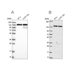 Invitrogen DDX46 Polyclonal Antibody 100 &mu;L; Unconjugated:Antibodies,