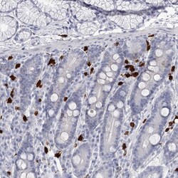 Invitrogen CCDC147 Polyclonal Antibody 100 &mu;L; Unconjugated:Antibodies,