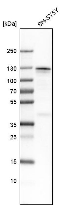 MATR3 Polyclonal Antibody:Antibodies, Polyclonal