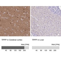 Invitrogen TPPP Polyclonal Antibody 100 &mu;L; Unconjugated:Antibodies,