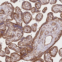Invitrogen COMMD3 Polyclonal Antibody 100 &mu;L; Unconjugated:Antibodies,