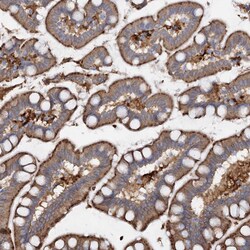 PIWIL4 Polyclonal Antibody:Antibodies, Polyclonal