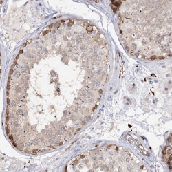 PIWIL4 Polyclonal Antibody:Antibodies, Polyclonal