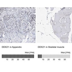 Invitrogen DDX21 Polyclonal Antibody 100 &mu;L; Unconjugated:Antibodies,