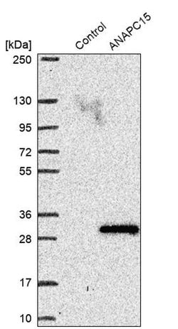 Invitrogen APC15 Polyclonal Antibody 100 &mu;L; Unconjugated:Antibodies,