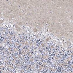 Invitrogen CXXC4 Polyclonal Antibody 100 &mu;L | Buy Online | Invitrogen&trade; | Fisher Scientific