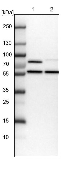 Invitrogen PPP2R5B Polyclonal Antibody 100 &mu;L | Buy Online | Invitrogen&trade; | Fisher Scientific