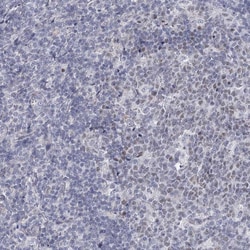 Invitrogen FAM76B Polyclonal Antibody 100 &mu;L; Unconjugated:Antibodies,