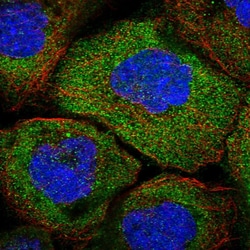 Invitrogen OTUD4 Polyclonal Antibody 100 &mu;L; Unconjugated:Antibodies,