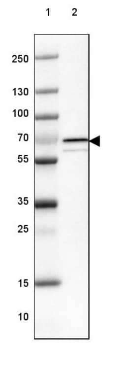 Invitrogen CHDH Polyclonal Antibody 100 &mu;L | Buy Online | Invitrogen&trade; | Fisher Scientific