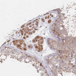 Invitrogen ABHEB Polyclonal Antibody 100 &mu;L; Unconjugated:Antibodies,