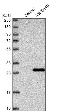Invitrogen ABHEB Polyclonal Antibody 100 &mu;L; Unconjugated:Antibodies,