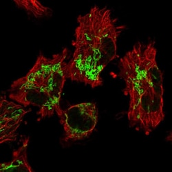 GRPEL1 Polyclonal Antibody:Antibodies, Polyclonal