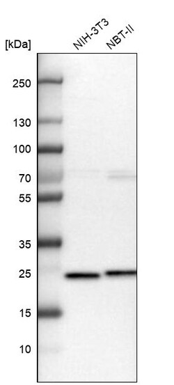 Invitrogen GRPEL1 Polyclonal Antibody 100 &mu;L; Unconjugated:Antibodies,