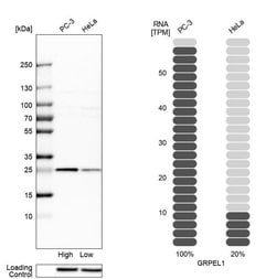 GRPEL1 Polyclonal Antibody:Antibodies, Polyclonal