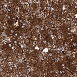 Invitrogen UGDH Polyclonal Antibody 100 &mu;L; Unconjugated:Antibodies,