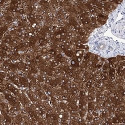 Invitrogen UGDH Polyclonal Antibody 100 &mu;L; Unconjugated:Antibodies,