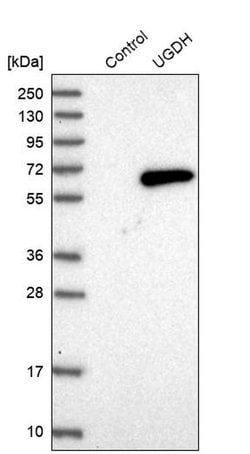 Invitrogen UGDH Polyclonal Antibody 100 &mu;L; Unconjugated:Antibodies,