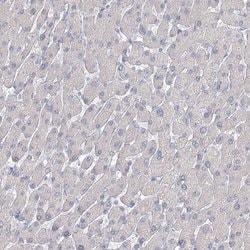Invitrogen LRP2BP Polyclonal Antibody 100 &mu;L; Unconjugated:Antibodies,