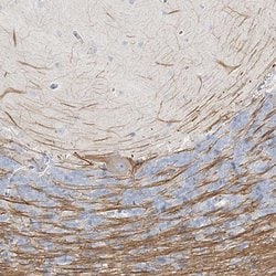 Invitrogen LRP2BP Polyclonal Antibody 100 &mu;L; Unconjugated:Antibodies,