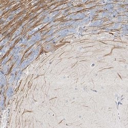 Invitrogen LRP2BP Polyclonal Antibody 100 &mu;L; Unconjugated:Antibodies,
