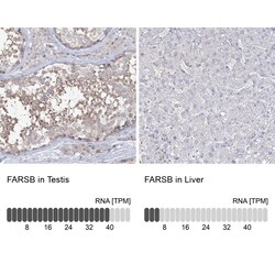 Invitrogen FARSB Polyclonal Antibody 100 &mu;L; Unconjugated:Antibodies,