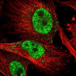 SLC4A1AP Polyclonal Antibody:Antibodies, Polyclonal