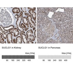 Invitrogen SUCLG1 Polyclonal Antibody 100 &mu;L; Unconjugated:Antibodies,