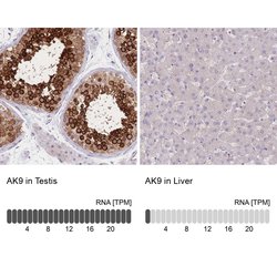 Invitrogen Adenylate Kinase 9 Polyclonal Antibody 100 &mu;L; Unconjugated:Antibodies,