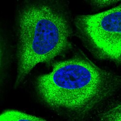 Invitrogen GPX8 Polyclonal Antibody 100 &mu;L; Unconjugated:Antibodies,