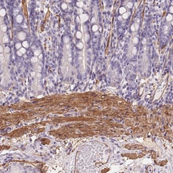 Invitrogen GPX8 Polyclonal Antibody 100 &mu;L; Unconjugated:Antibodies,