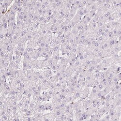 Invitrogen GPX8 Polyclonal Antibody 100 &mu;L; Unconjugated:Antibodies,