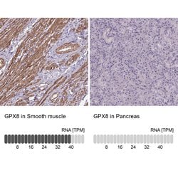 Invitrogen GPX8 Polyclonal Antibody 100 &mu;L; Unconjugated:Antibodies,