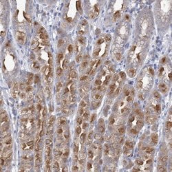 Invitrogen CNTLN Polyclonal Antibody 100 &mu;L; Unconjugated:Antibodies,