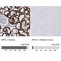 Invitrogen BPHL Polyclonal Antibody 100 &mu;L; Unconjugated:Antibodies,