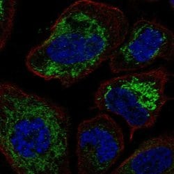 Invitrogen BPHL Polyclonal Antibody 100 &mu;L; Unconjugated:Antibodies,